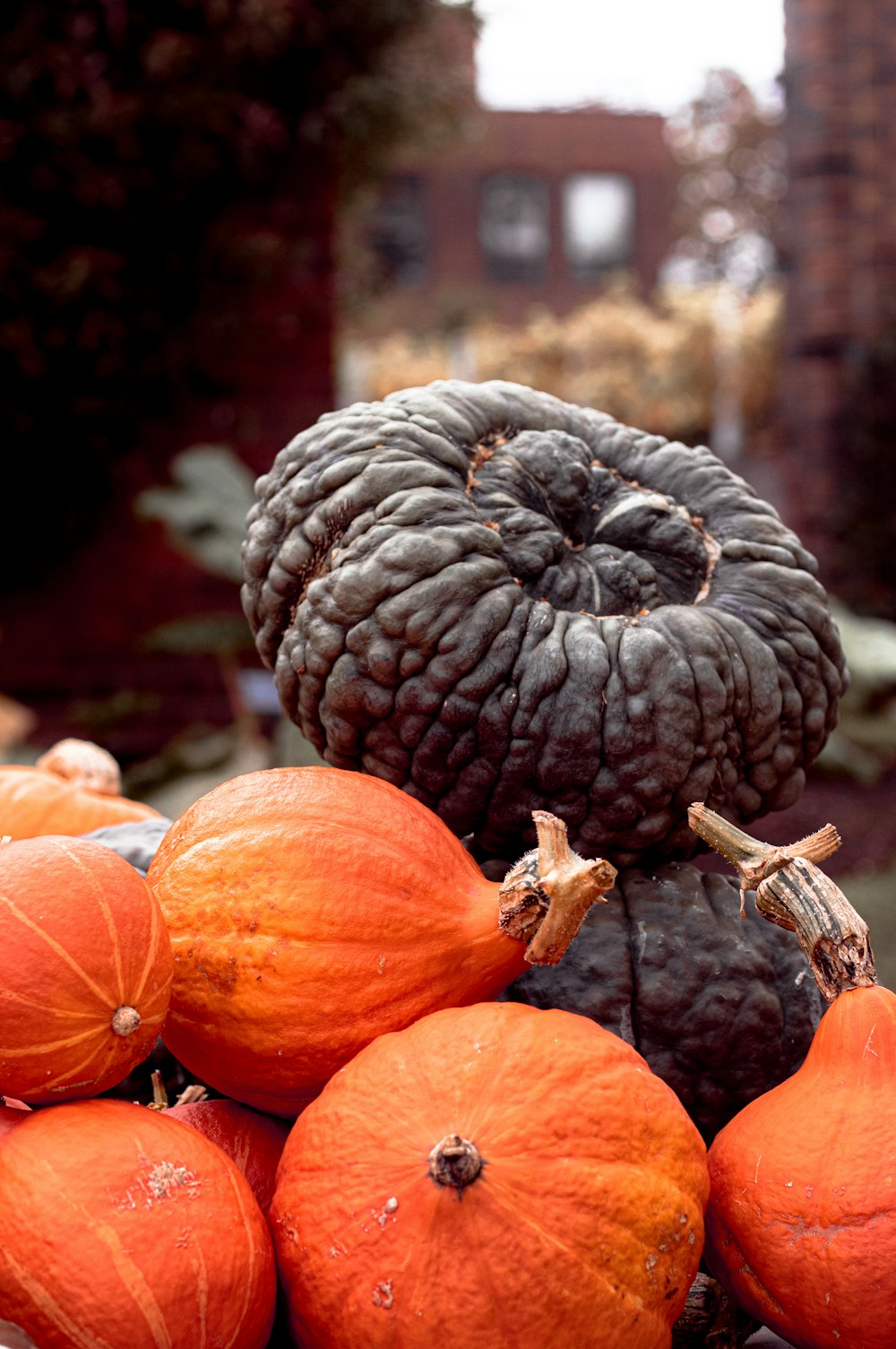 pile of pumpkins