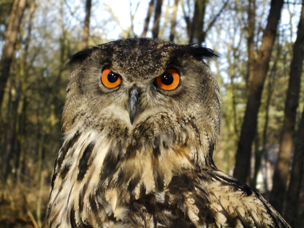 shallow focus brown owl