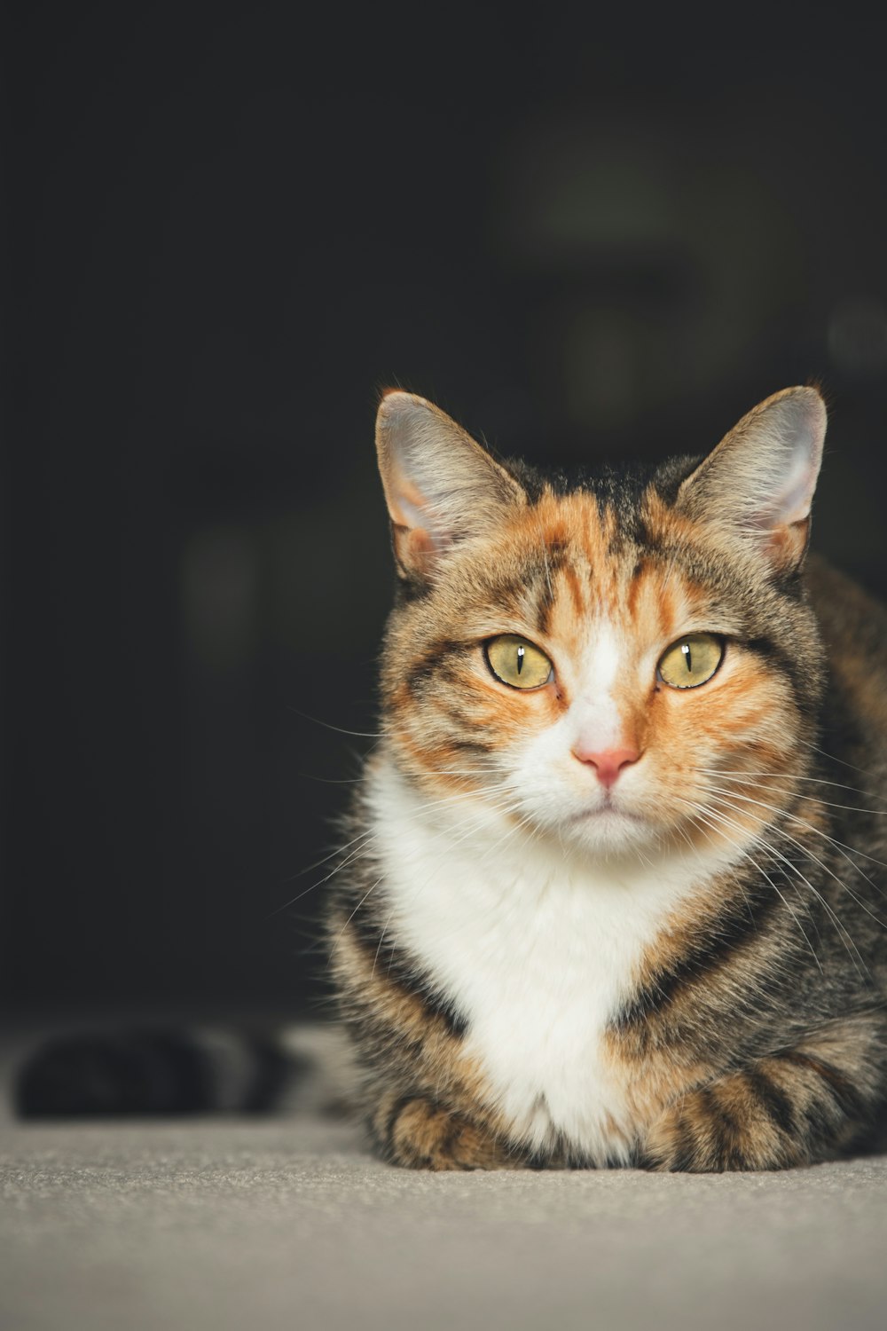 sitting white and brown tabby cat