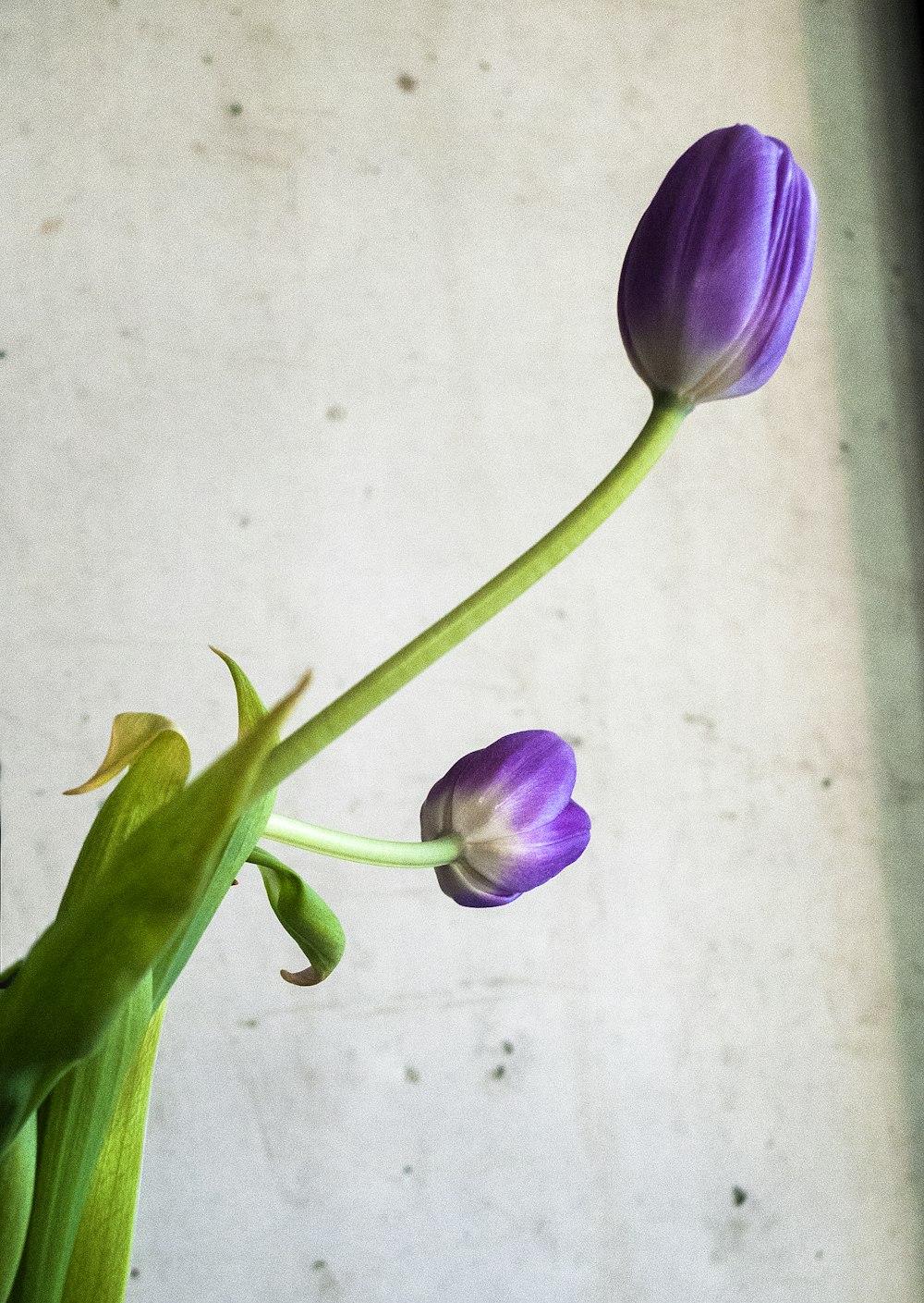 purple petaled flowers