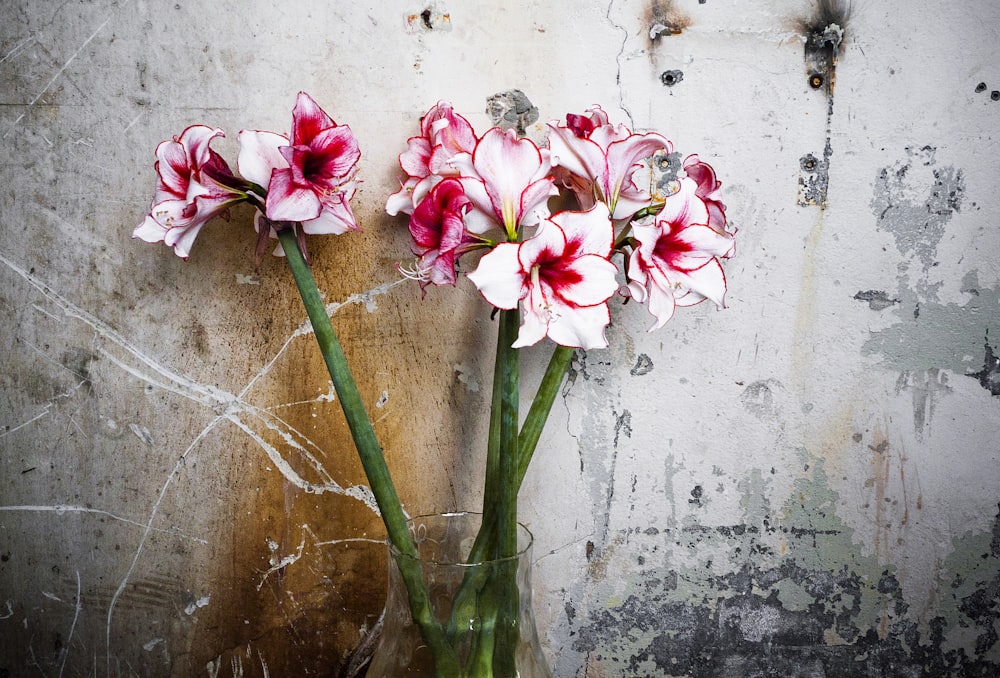 white and pink petaled flowers