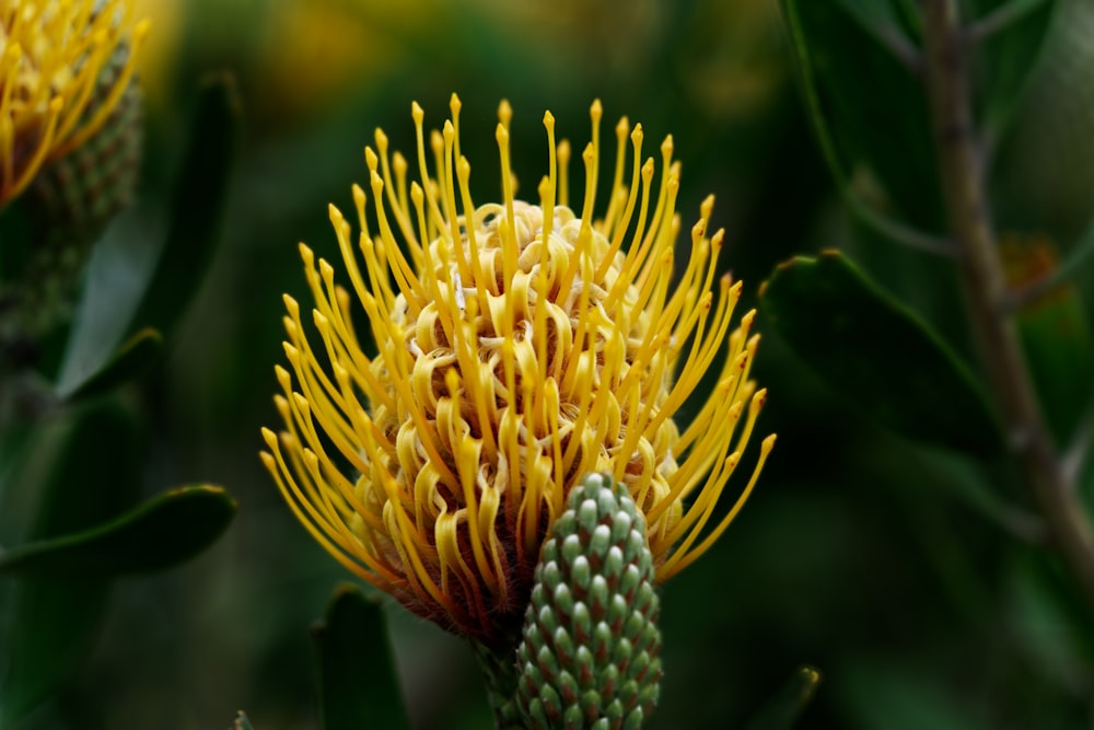 yellow petaled flower