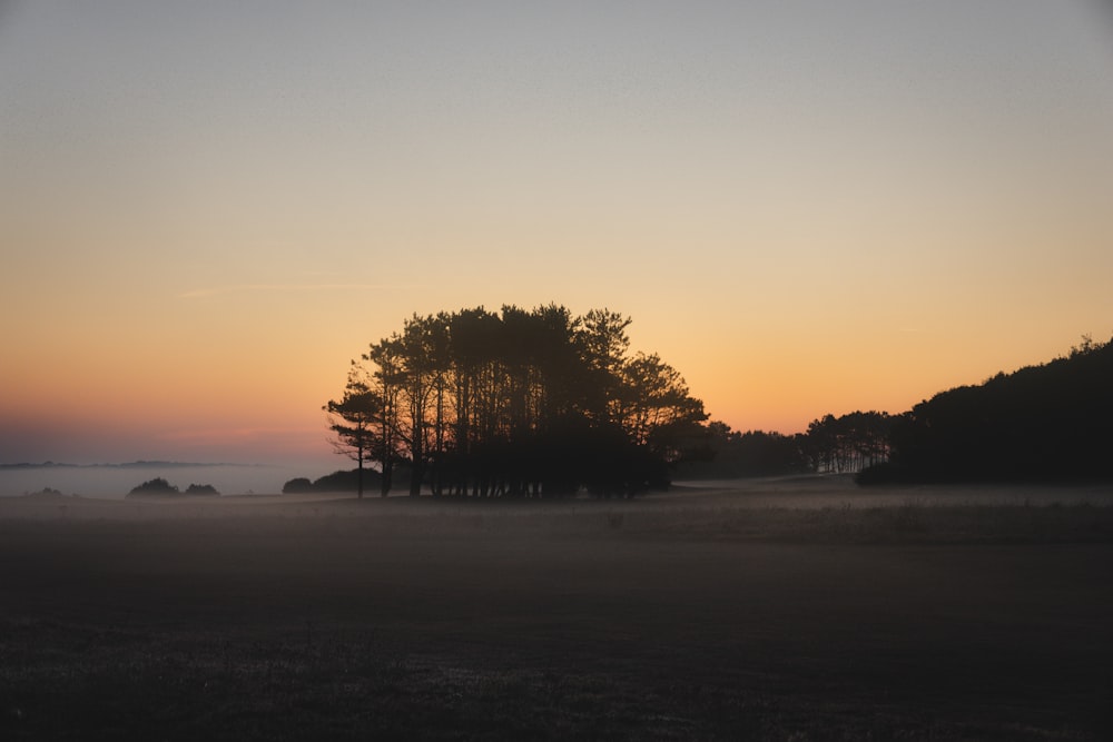 silhouette photography of trees