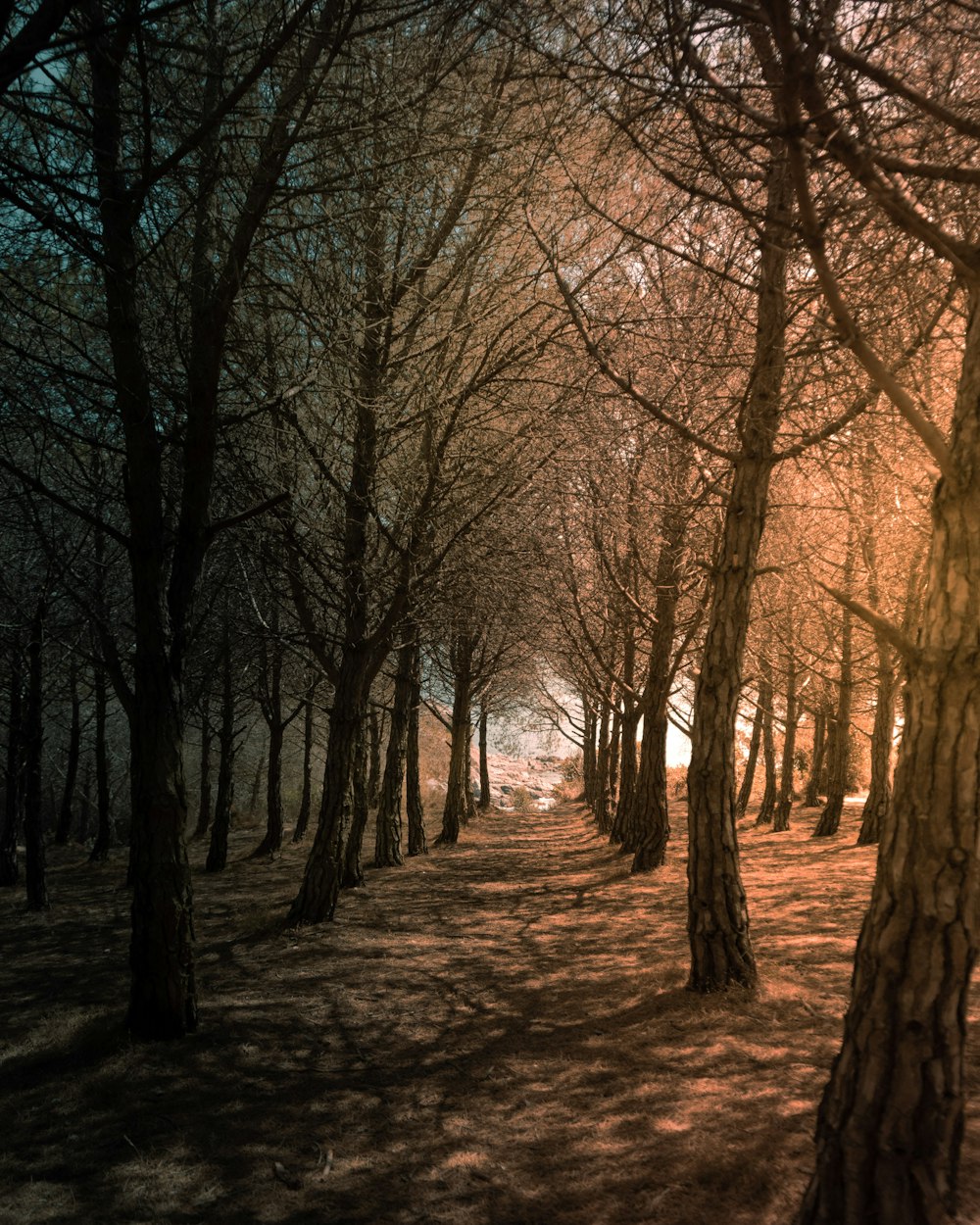 forest during daytime