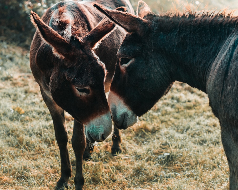 brown horses