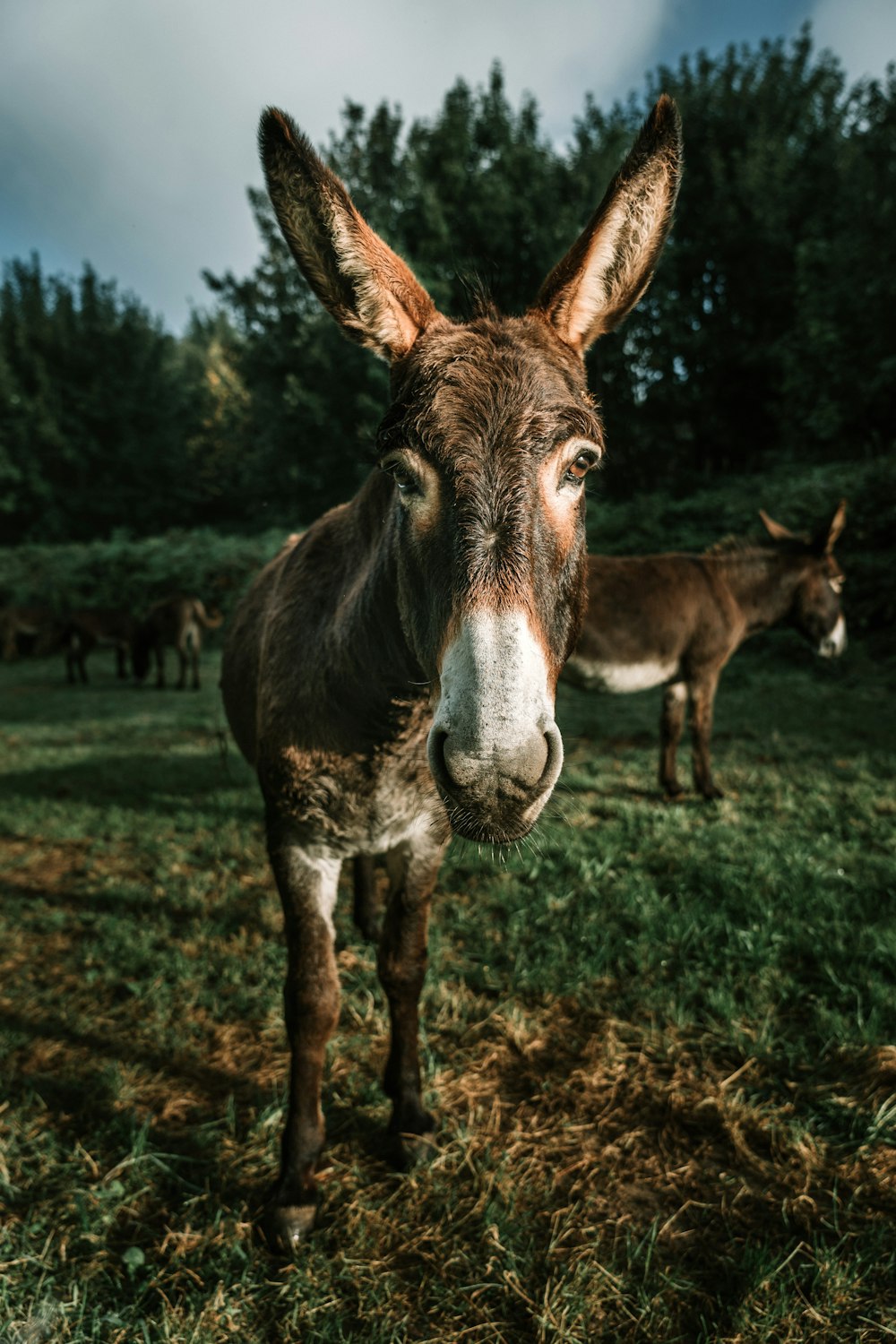 âne brun sur l’herbe verte pendant la journée