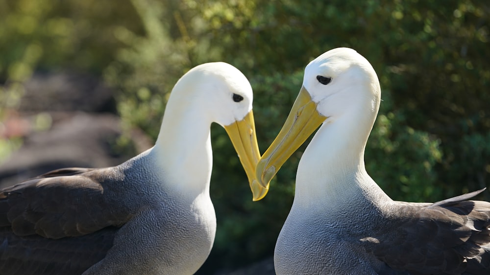 Blanc et cygne gris