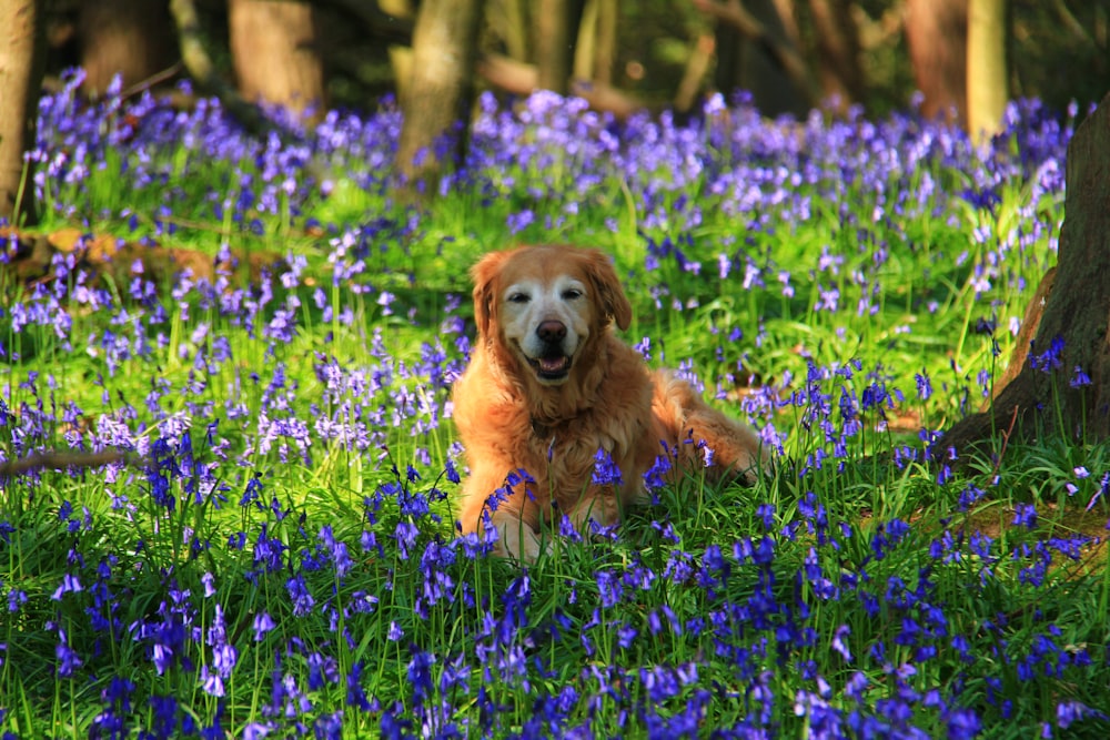 dog on purple flower field