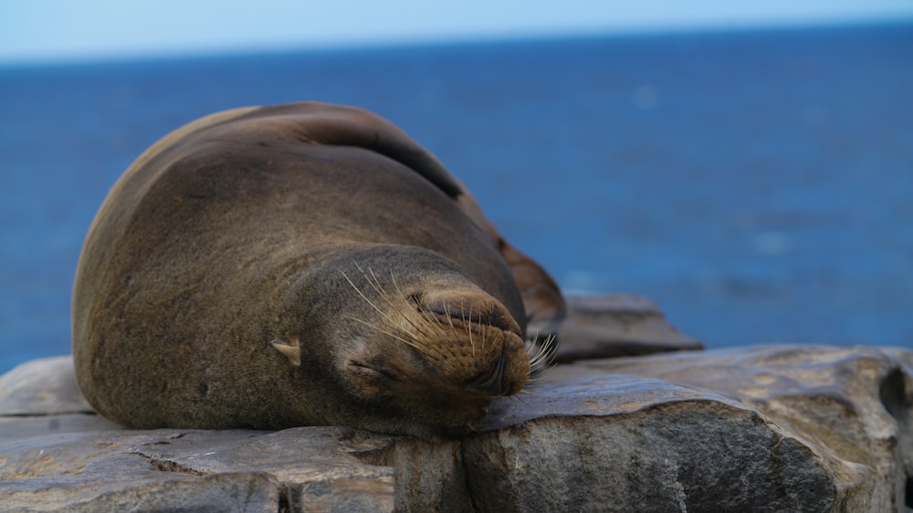 brown seal sleeping on stone