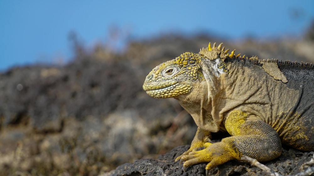 closeup photo of iguana