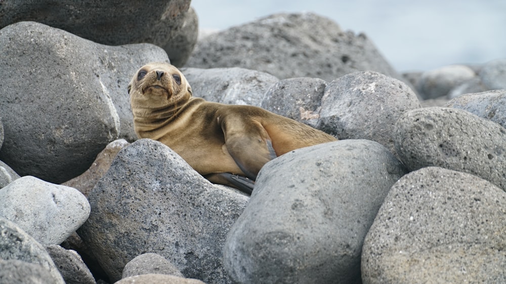 brown seal on gray rocks