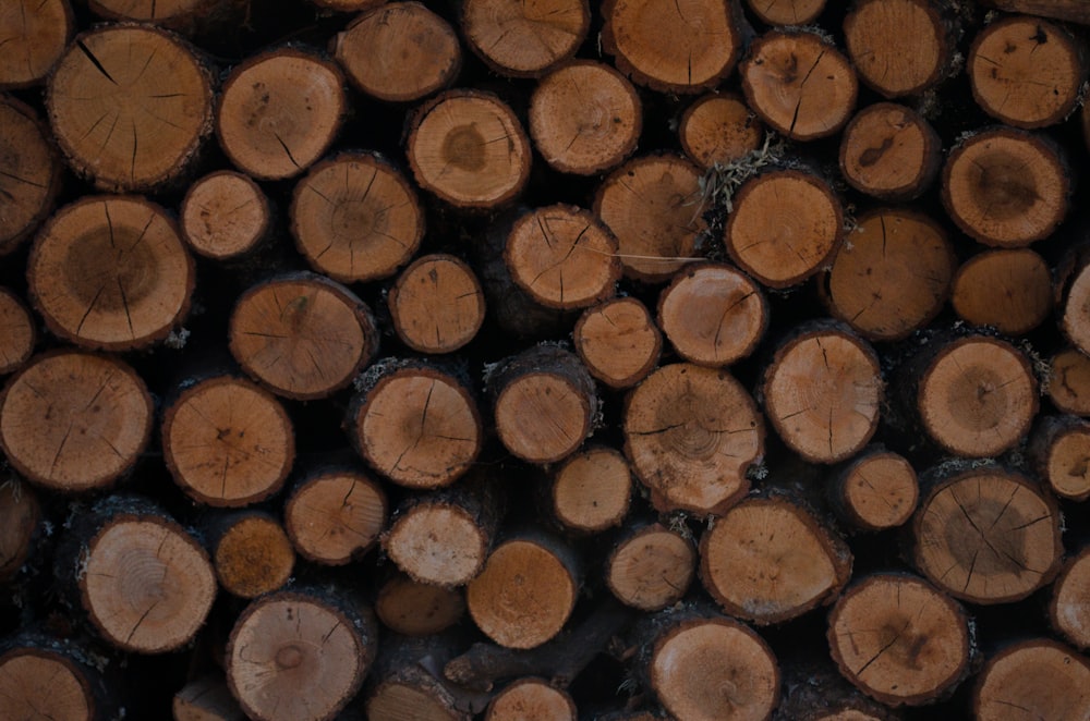 pile of tree log