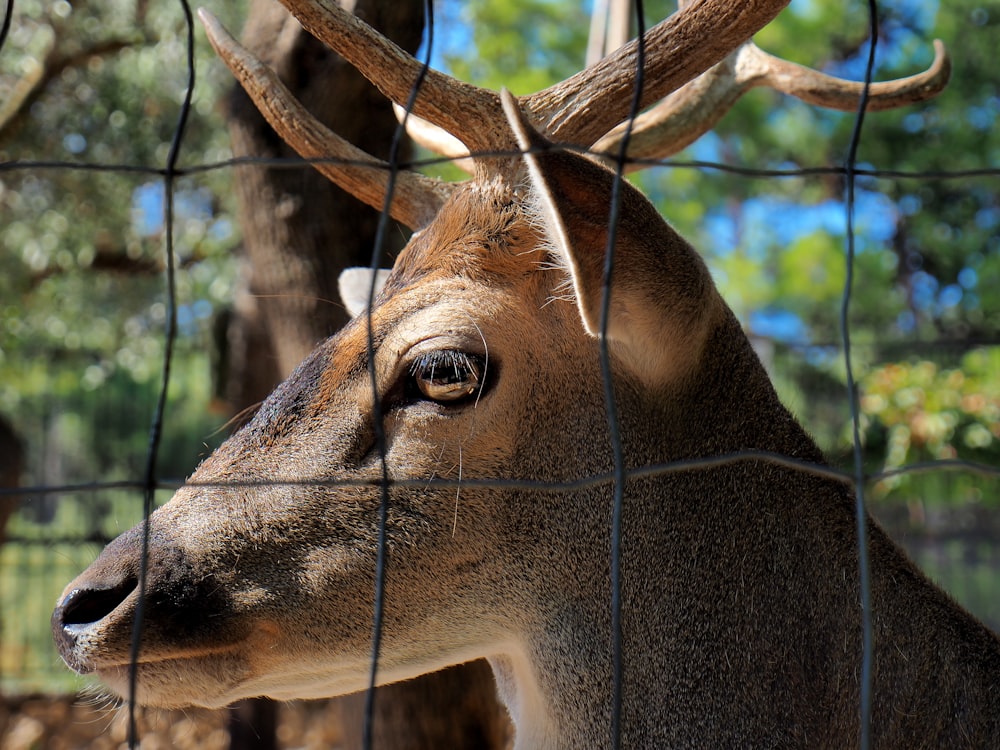 brown deer beside chain link fence