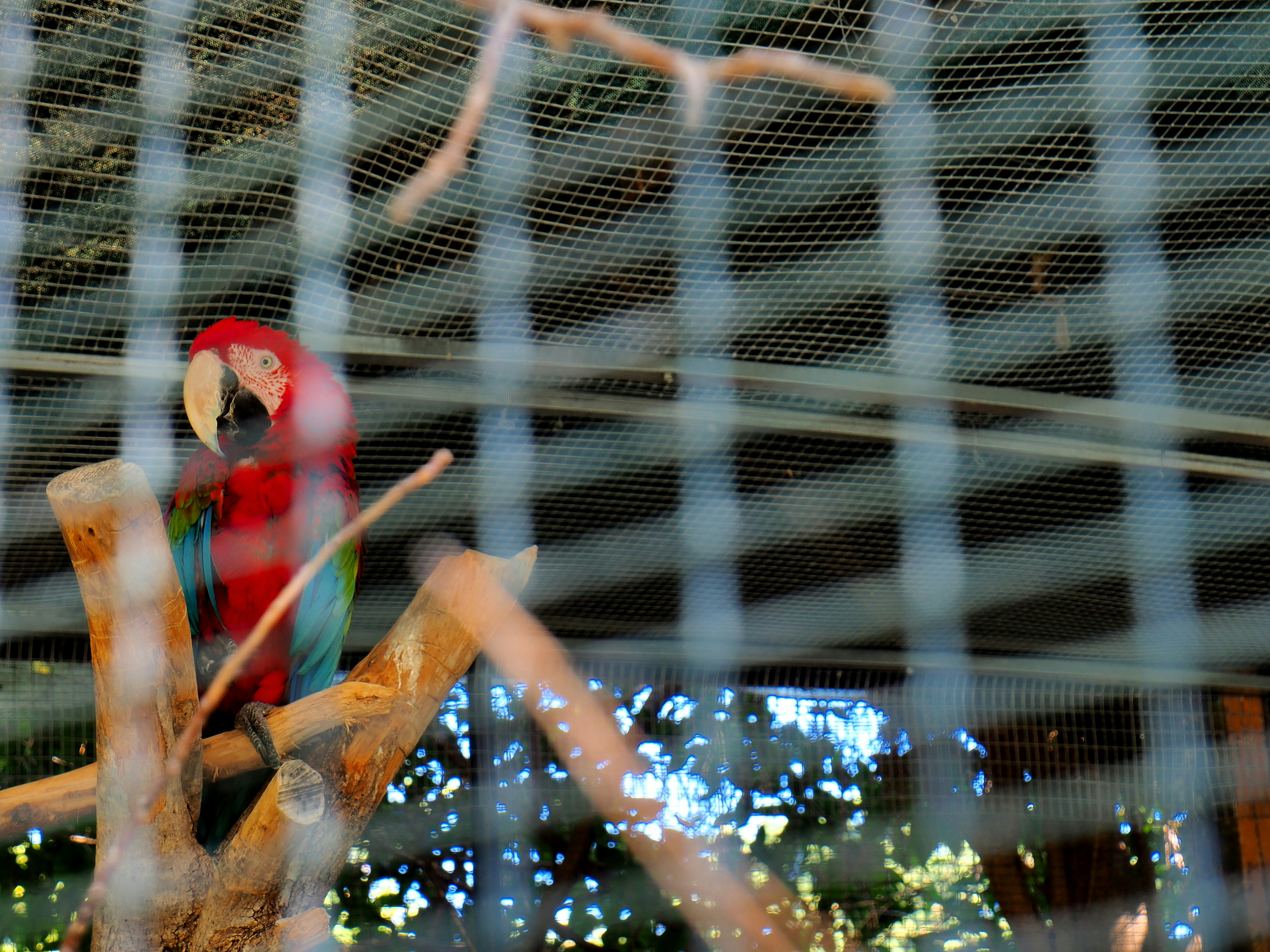 red and blue macaw