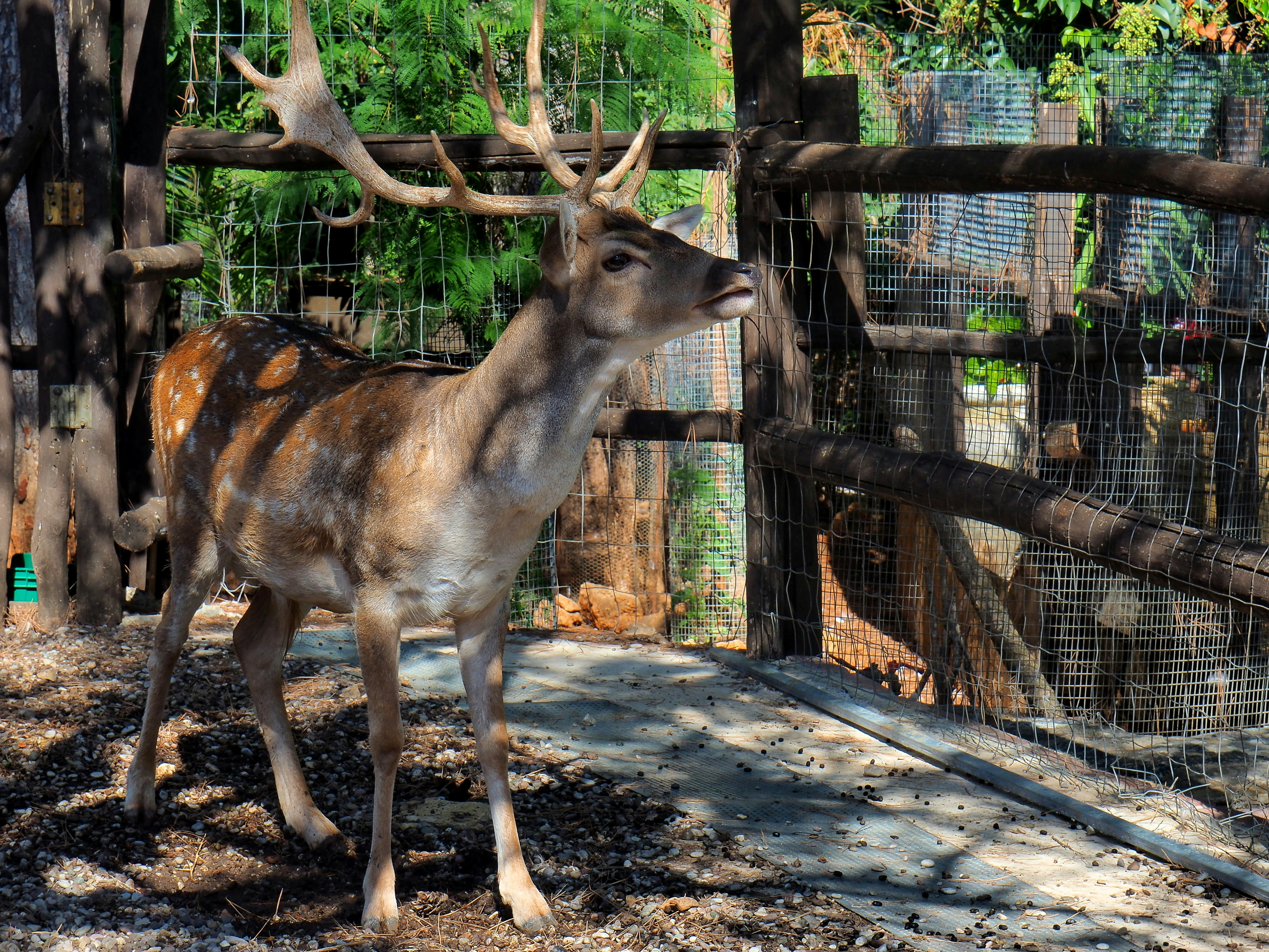 brown deer on focus photography