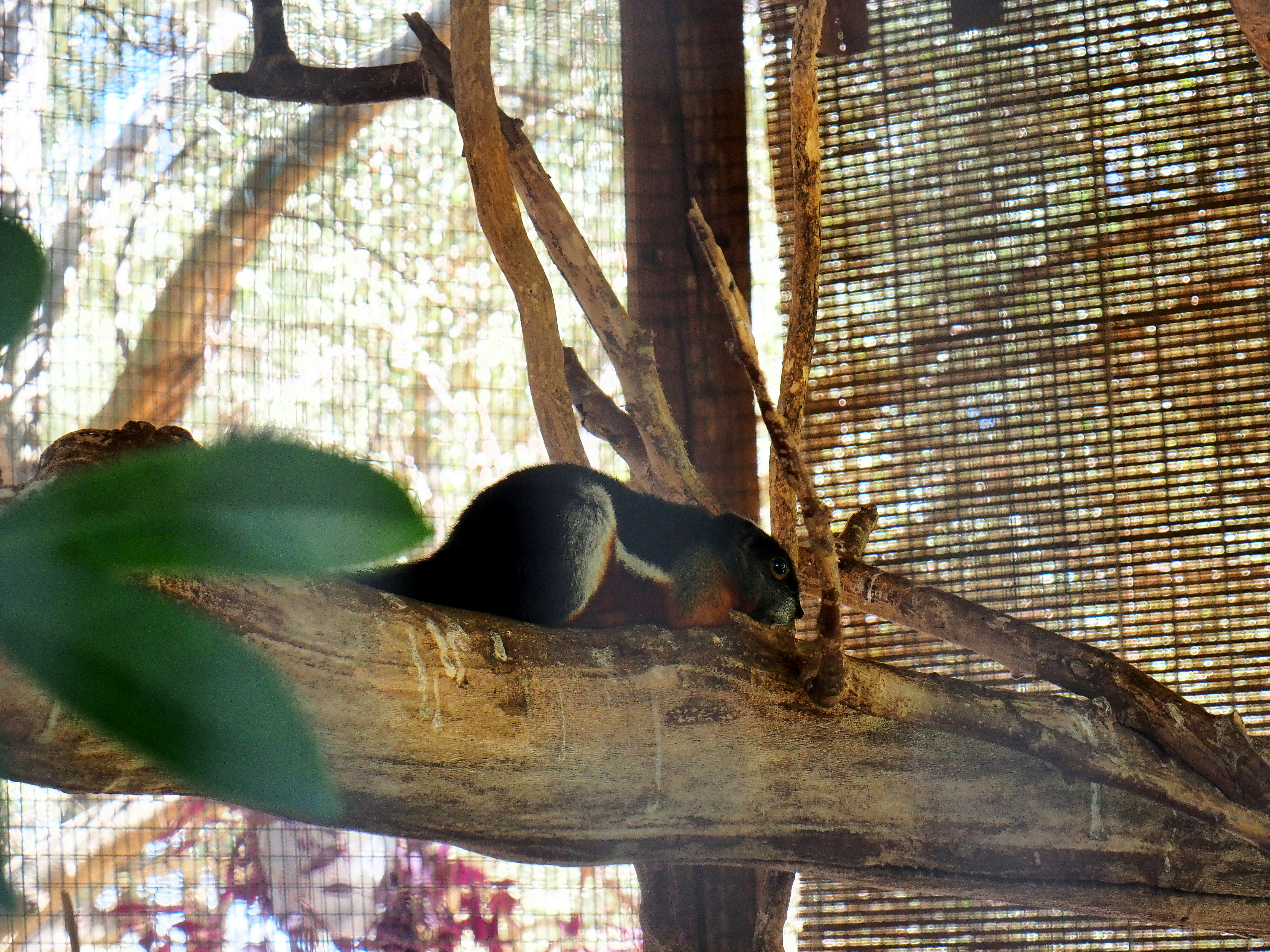 brown squirrel