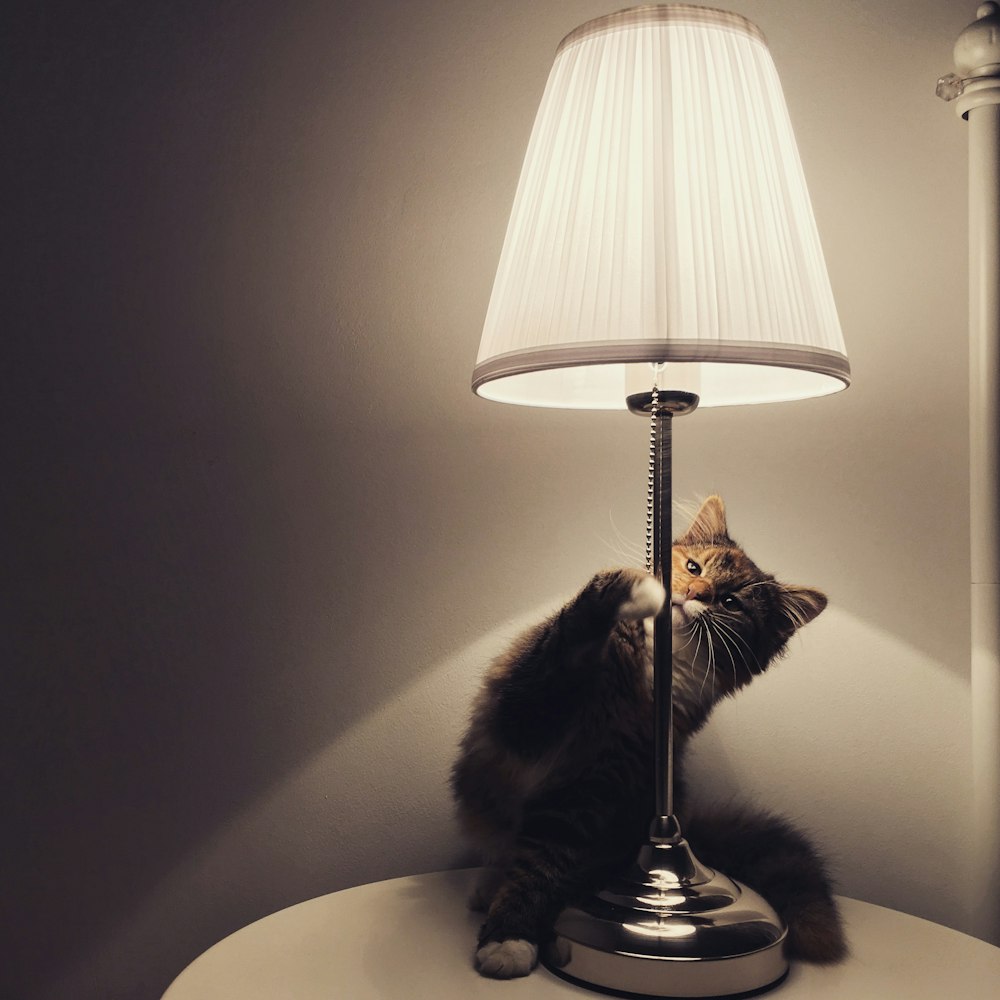 long-fur brown cat beside white table lamp