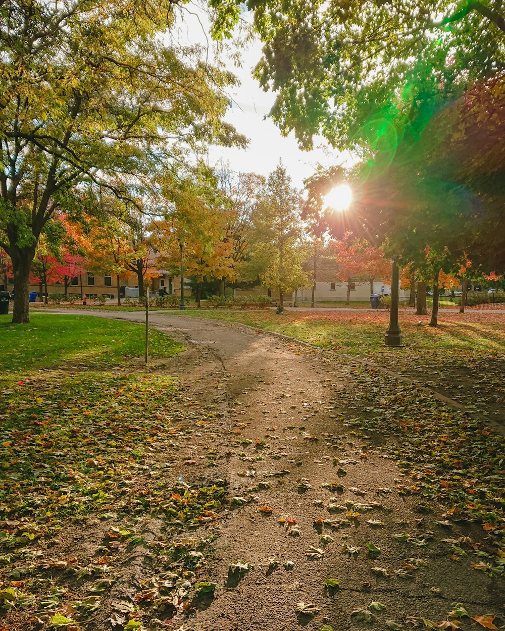 green trees during daytime