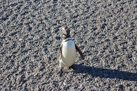 A solitary penguin stands on a rocky, textured surface. The penguin's black and white plumage is distinct against the gray stones, and its shadow is cast to one side by the sunlight.