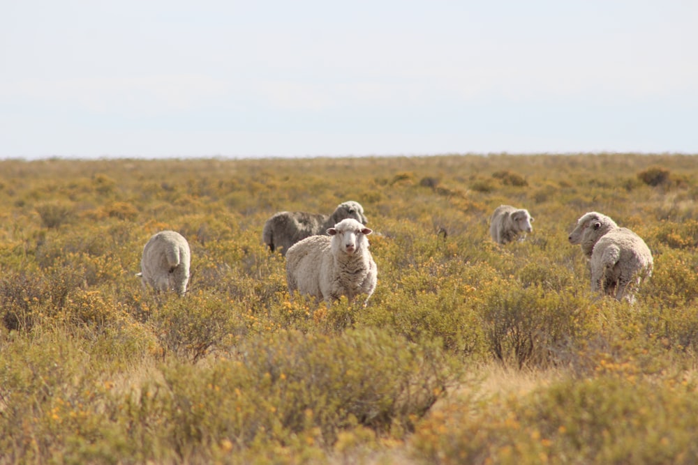 herd of sheep on grass field