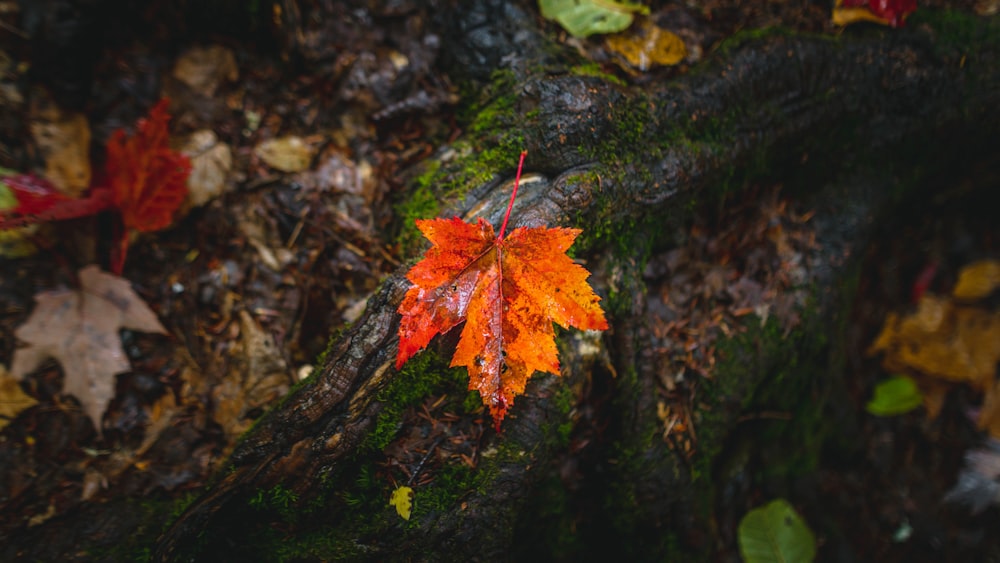 red and yellow maple leaf on brown tree trunk
