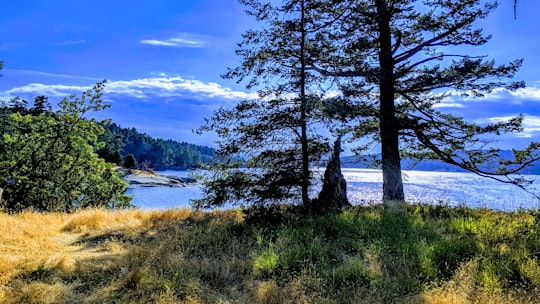 tree near lake in Galiano Island Canada