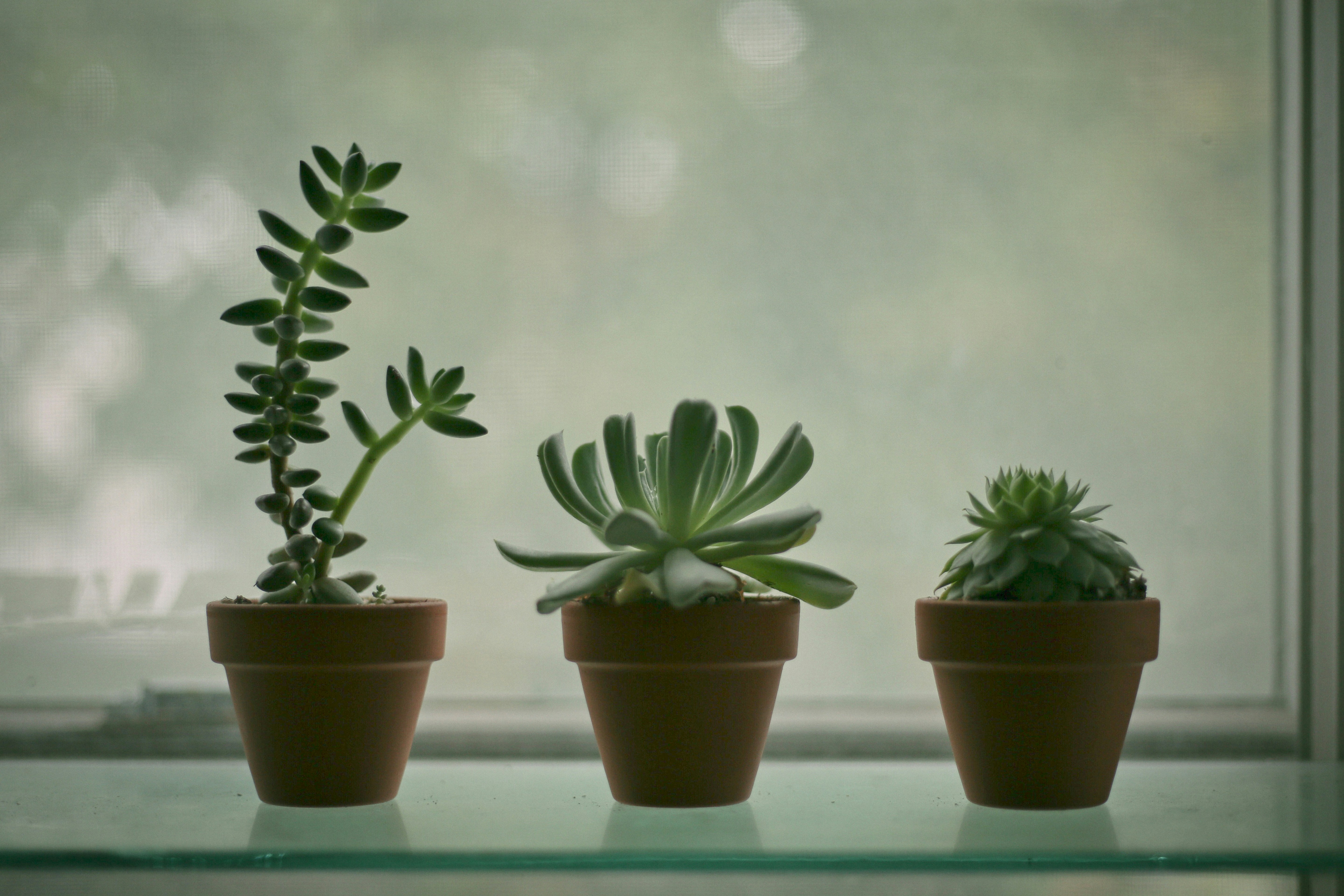 green succulent plant in brown pot