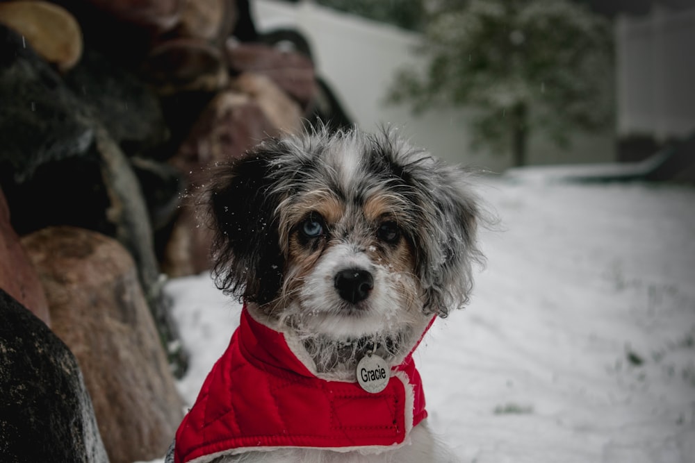 long-coated brown andblack dog