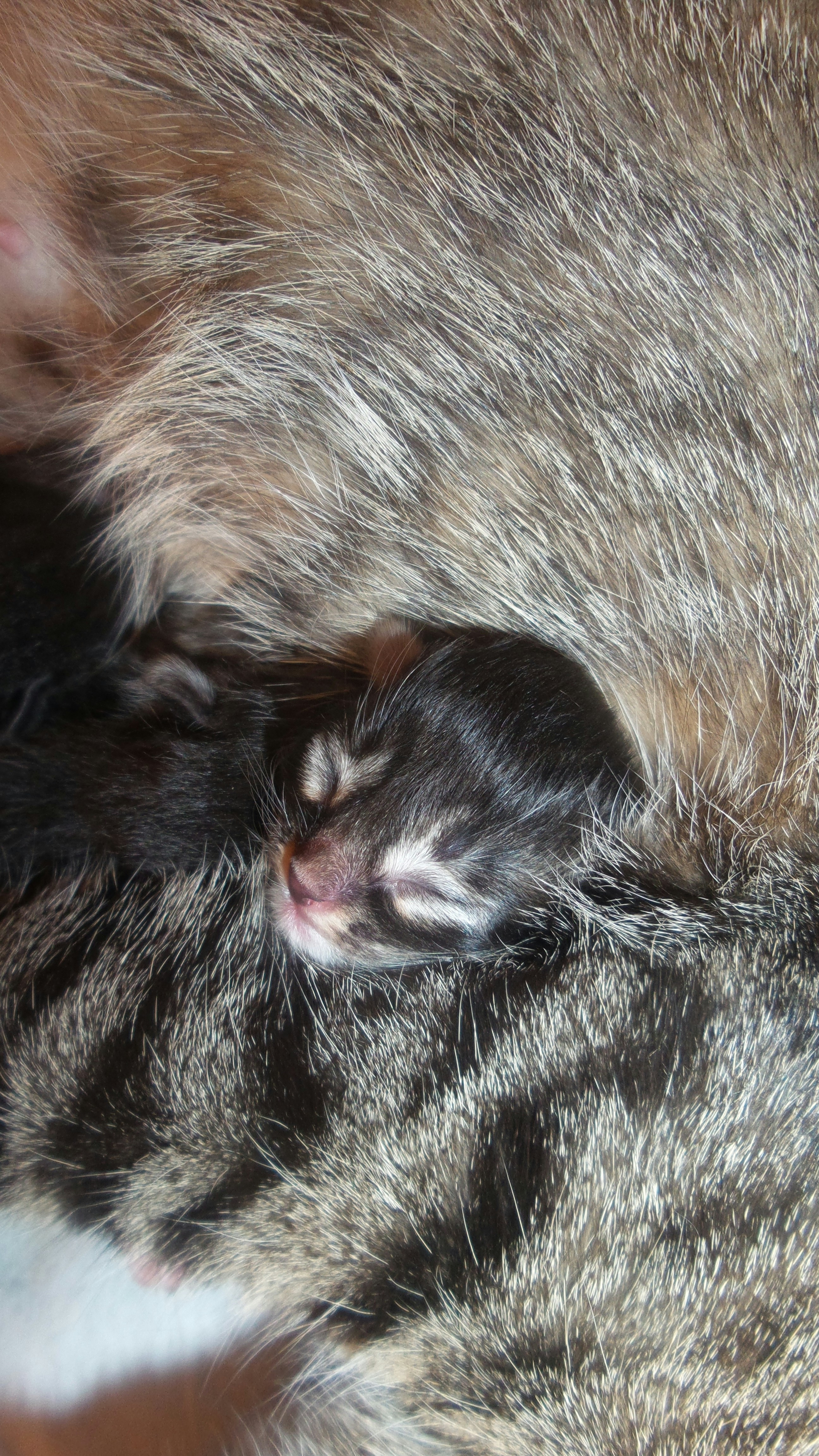 Cuidados Essenciais com Gatos Filhotes Durante os Primeiros Dias