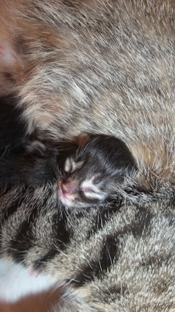 Essential Tips for Caring for Your New Kitten