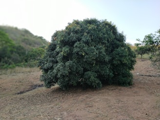 A large, bushy tree with dense green foliage stands prominently in an open outdoor area. The surrounding landscape has dry, brown soil and some greenery in the background, indicating a rural or natural setting.