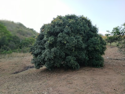 A large, bushy tree with dense green foliage stands prominently in an open outdoor area. The surrounding landscape has dry, brown soil and some greenery in the background, indicating a rural or natural setting.