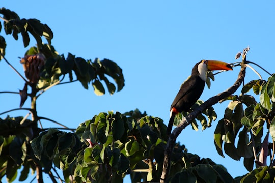 black and black bird on tree branch in Alto Paraíso de Goiás Brasil