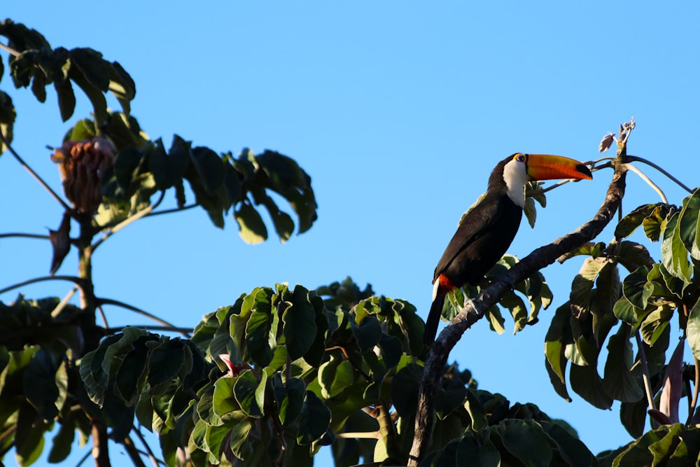 black and black bird on tree branch