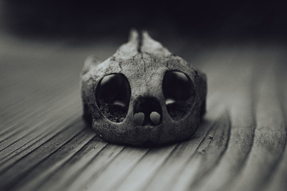 grayscale photography of animal skull
