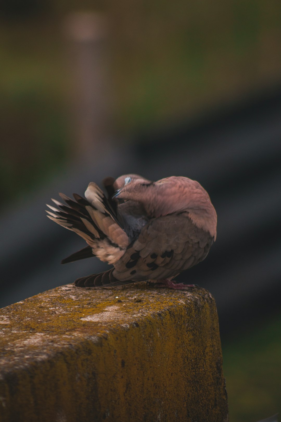 selective focus photography of gray bird