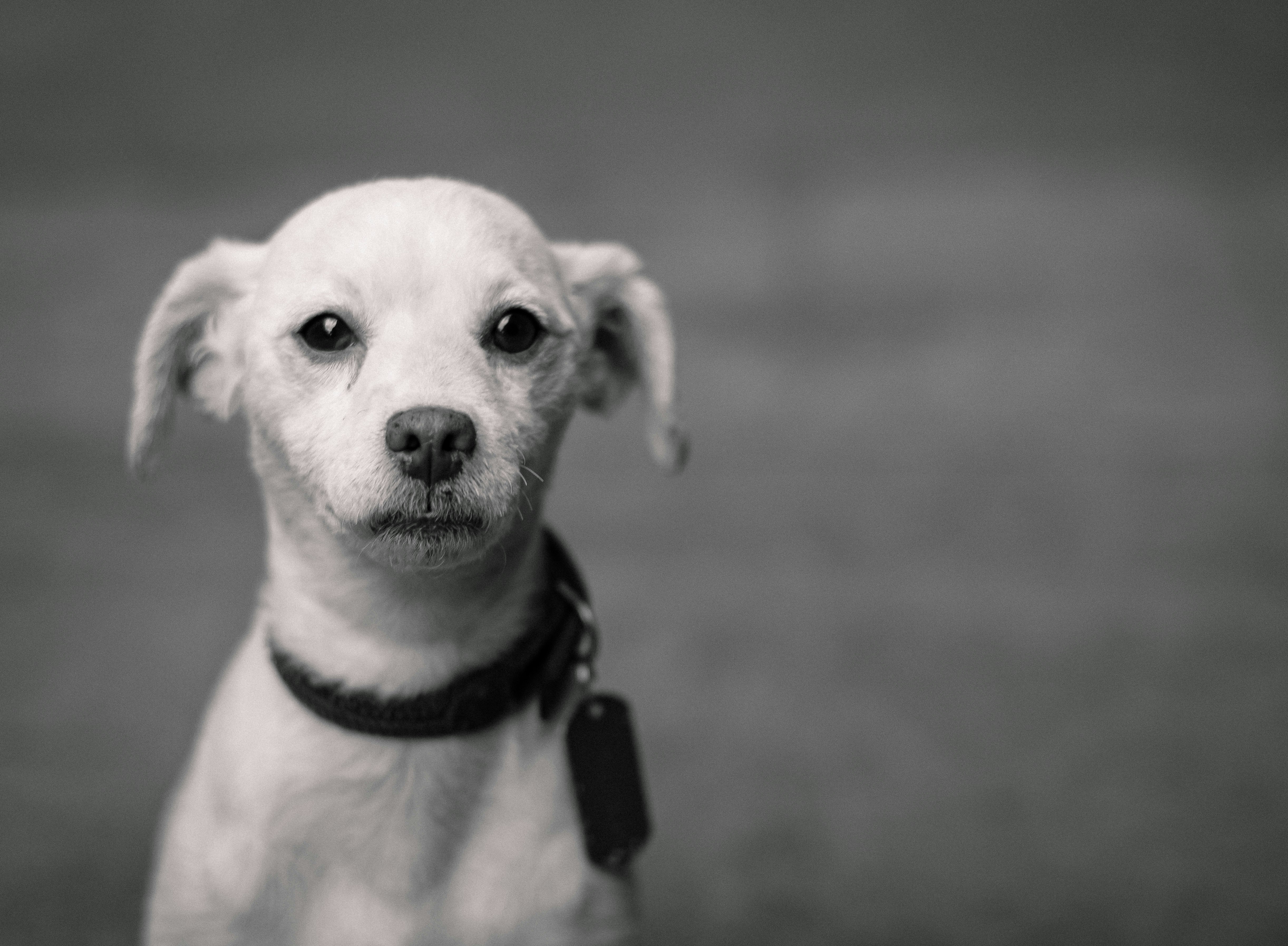 selective focus photography of short-coated white puppy
