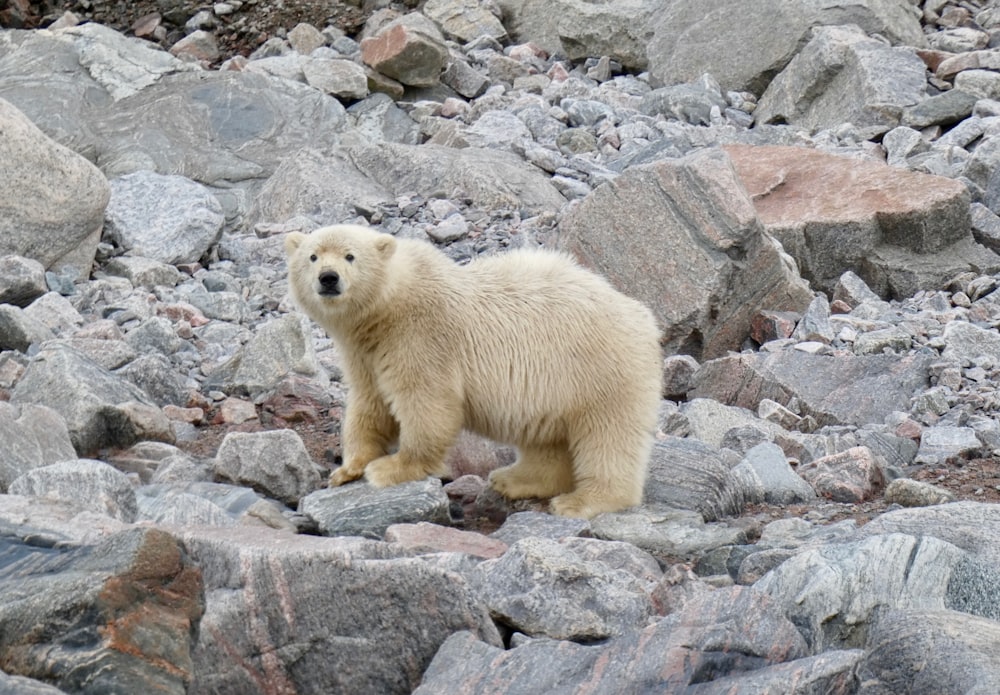 polar bear walking on rocks during daytime