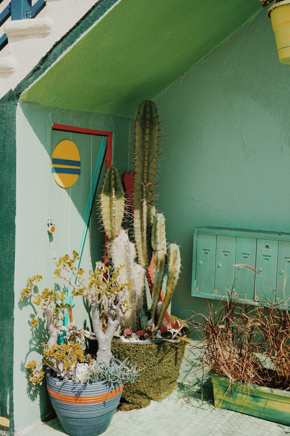 two assorted green plants