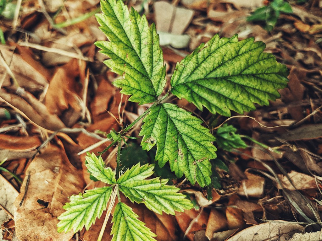 Prostadine Herbal