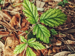 Prostadine Herbal