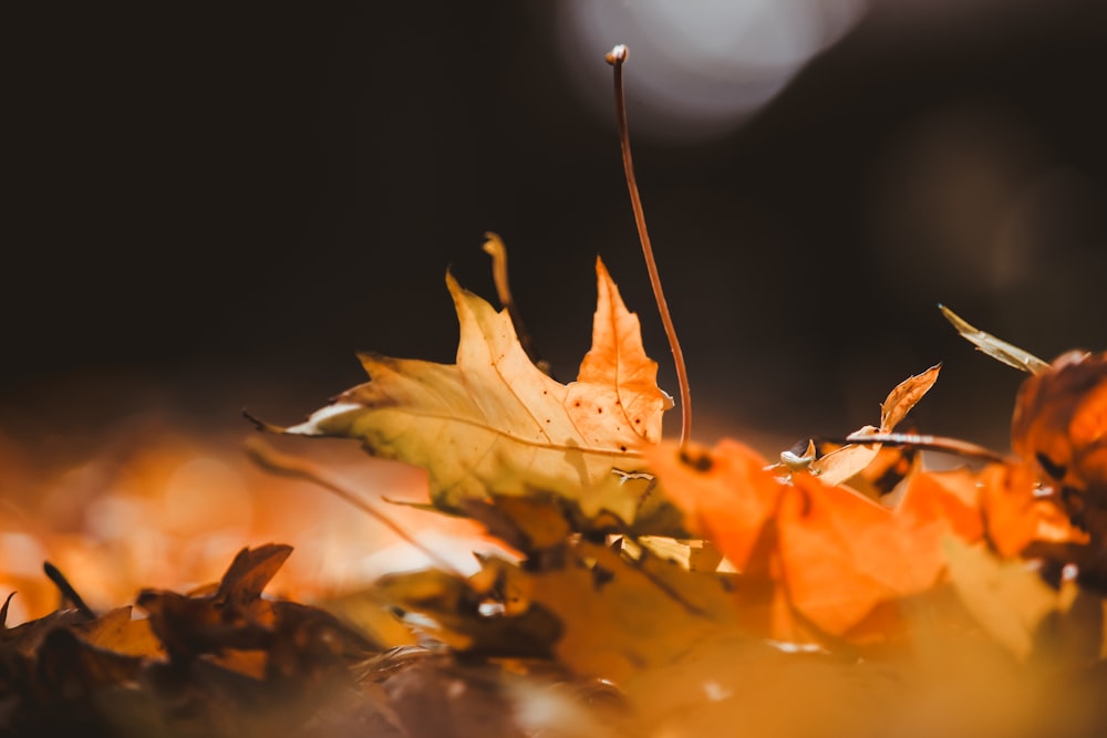 brown maple leaves