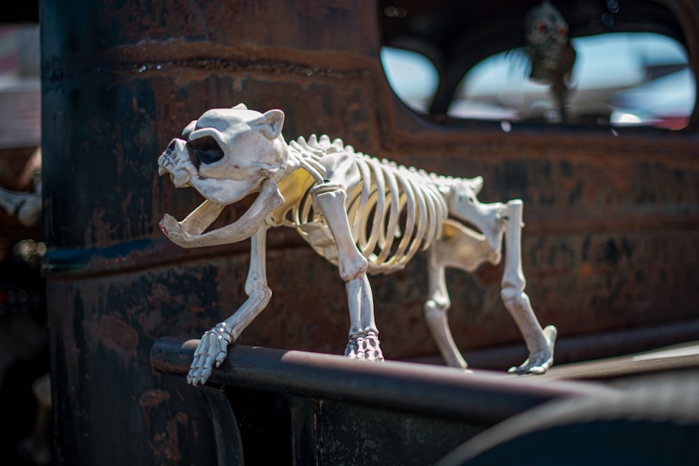 dog skeleton decor beside wall