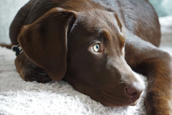 Chocolate Labrador Retriever sitting outdoors