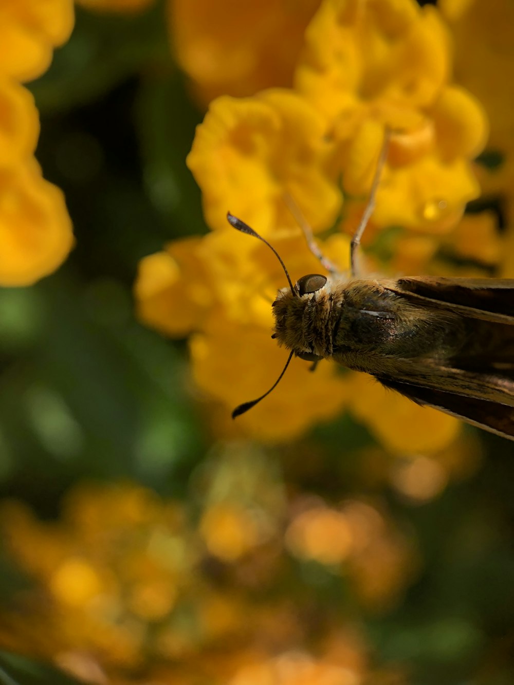 brown moth on yellow flower