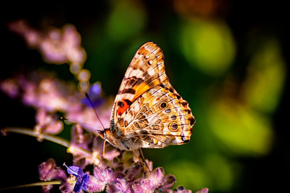 brown and white butterfly on flower