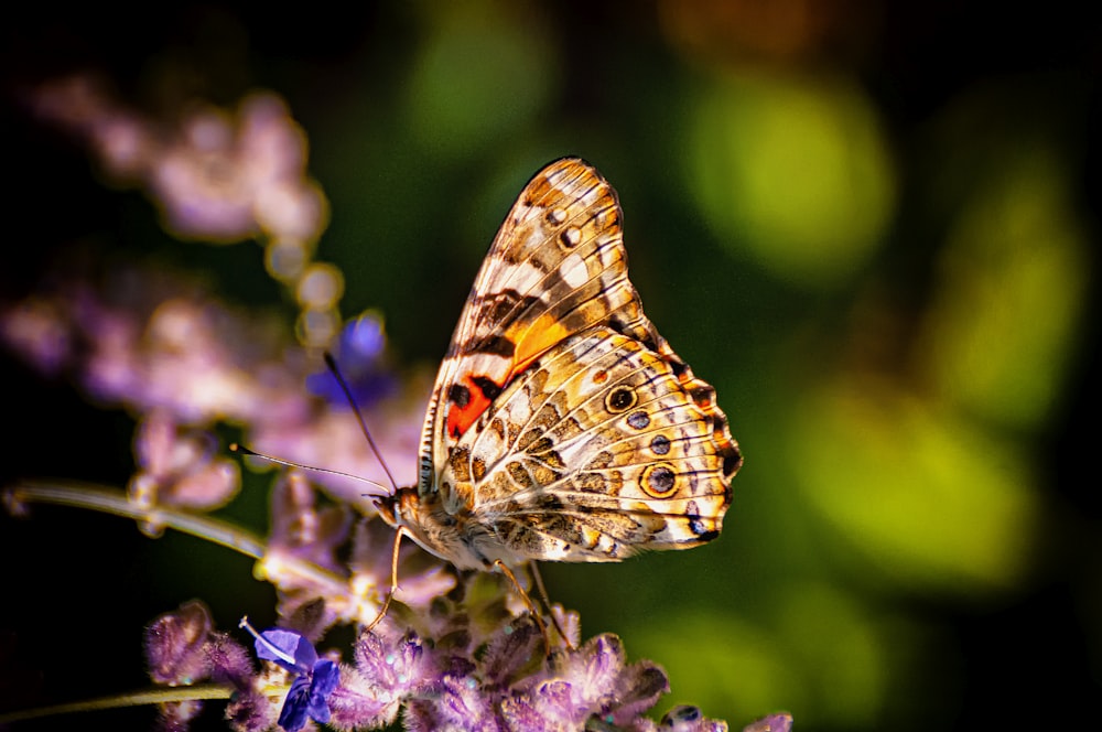 brown and white butterfly on flower