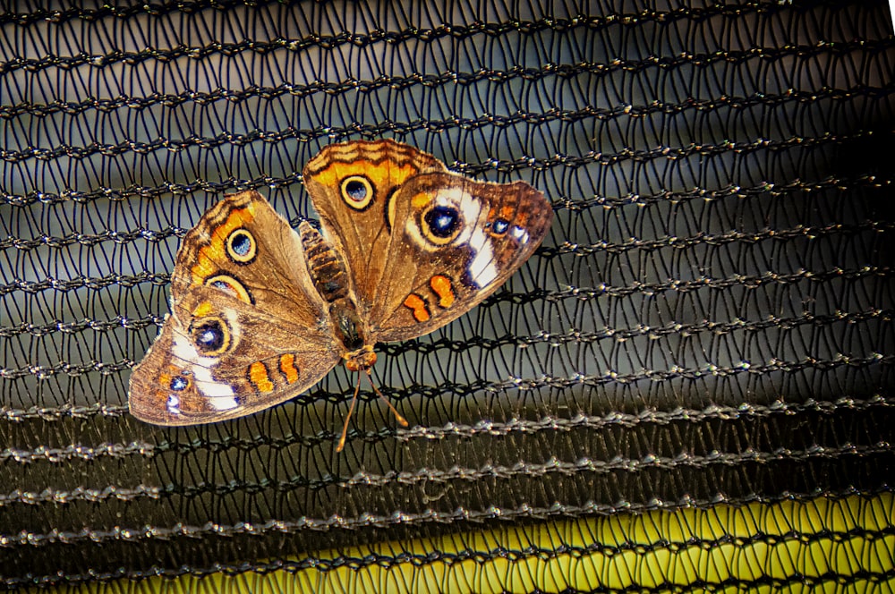 brown butterfly on black textile
