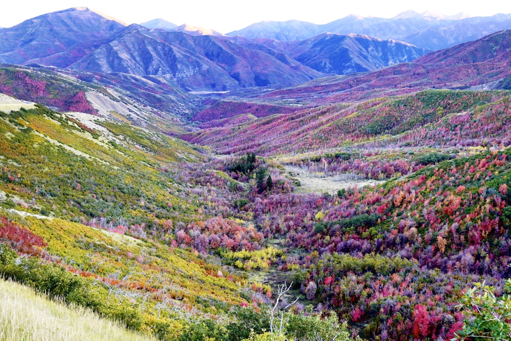낮 동안의 꽃밭과 산맥의 광각 사진