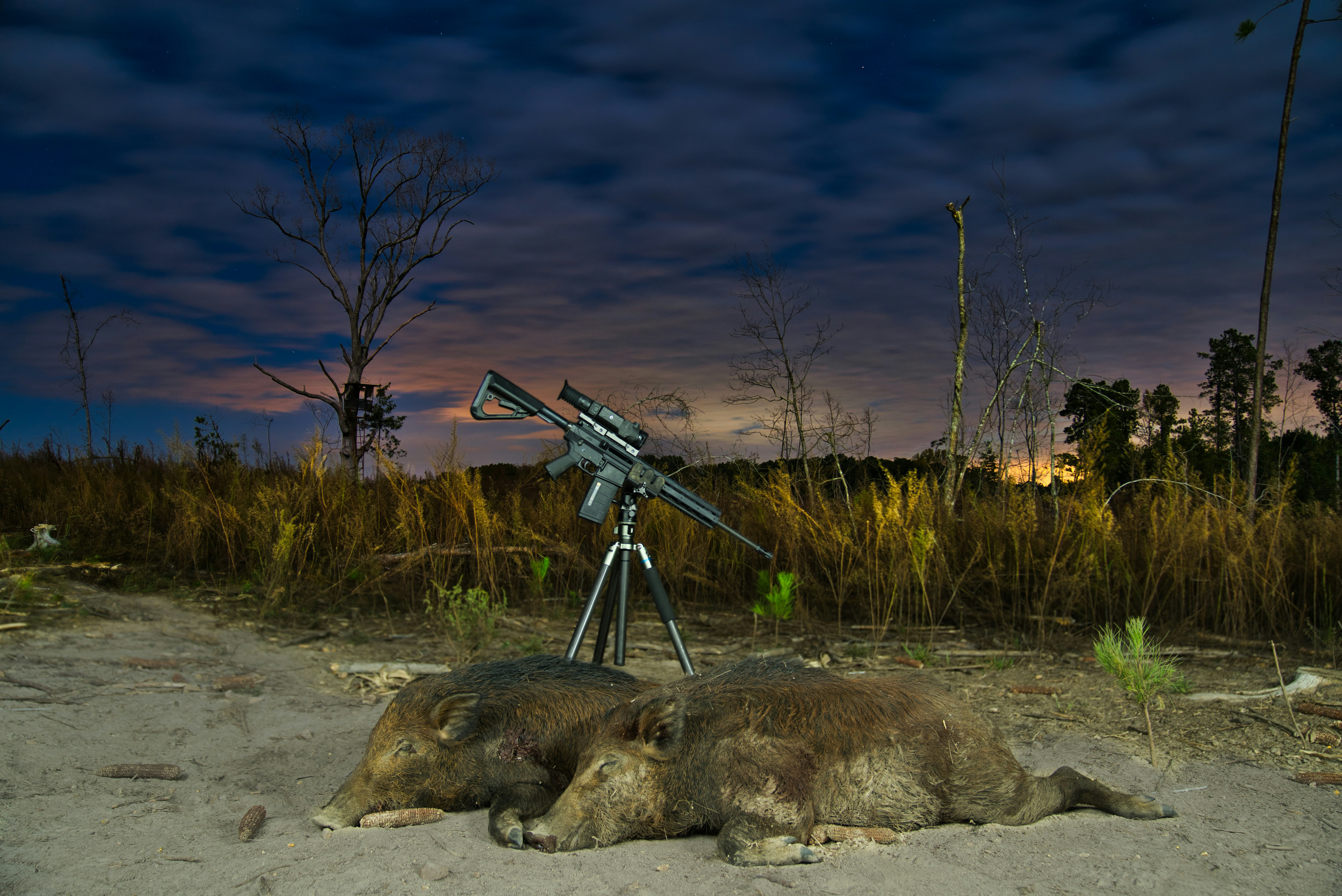 Want to Fight the Feral Hog Problem in Texas? Start With $8k, a Helicopter and a Machine Gun.